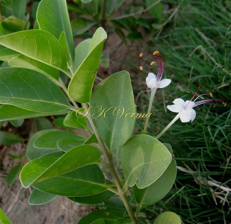  Flowering shoot